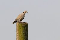 Tortora dal collare (Streptopelia decaocto